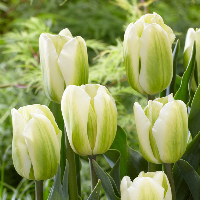 Grün weiß tulip blume samen for anpflanzung - drought tolerant, heirloom & gmo free samen for home garten
 
 sale for anpflanzung in home garten