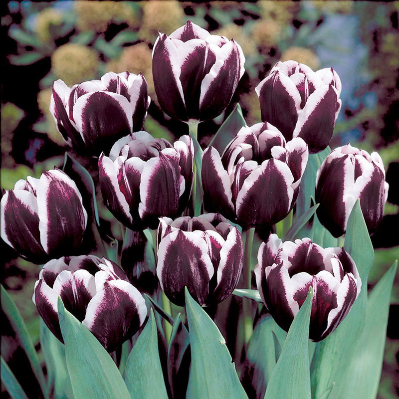 Jackpot Tulpe Bulbs Blumensamen zur Aussaat Landhaus Garten wichtig Traditionssorte & ohne Gentechnik Samen Hausgarten