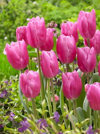 Rosa Tulpe Blumensamen zur Aussaat leuchtend Traditionssorte & ohne Gentechnik Samen Hausgarten
