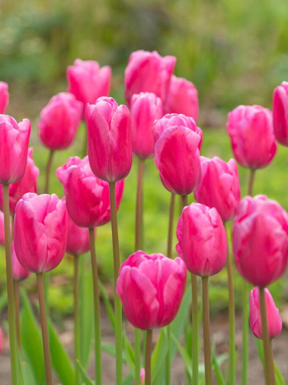 Rosa Tulpe Blumensamen zur Aussaat leuchtend Traditionssorte & ohne Gentechnik Samen Hausgarten
