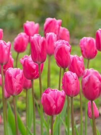 Rosa Tulpe Blumensamen zur Aussaat leuchtend Traditionssorte & ohne Gentechnik Samen Hausgarten