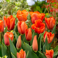 Orange Lila Tulpe Blumensamen zur Aussaat robust Sorte Traditionssorte & ohne Gentechnik Samen Hausgarten