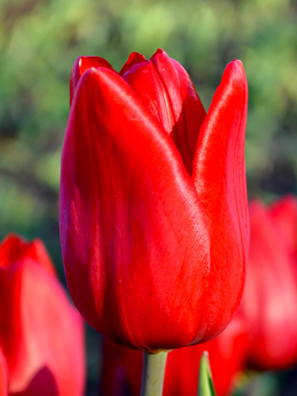 tief Rot Tulpe Blumensamen zur Aussaat lang Blüte Saison Traditionssorte & ohne Gentechnik Samen Hausgarten