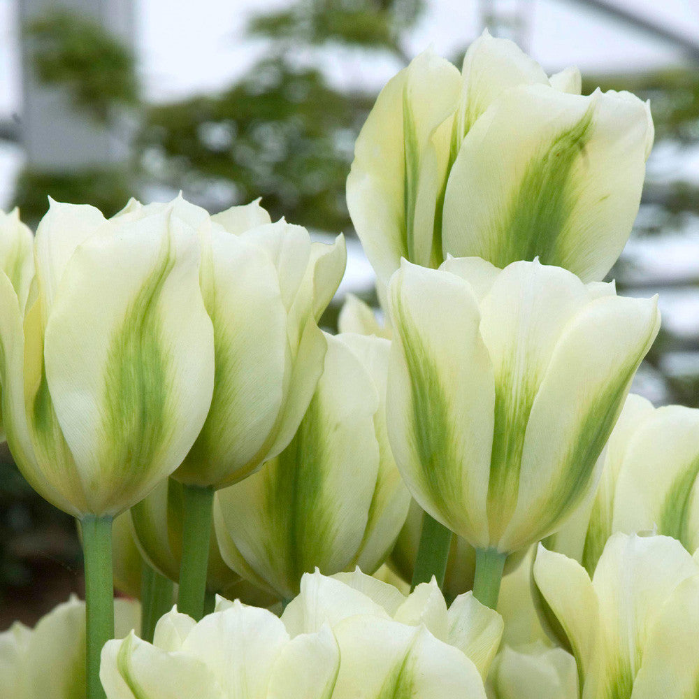 Grün Weiß Tulpe Blumensamen zur Aussaat – Drought verträglich – Traditionssorte & ohne Gentechnik Samen Hausgarten