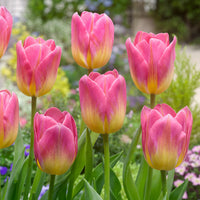 Gelb Rosa Tulpe Blumensamen zur Aussaat – Wildblume Mischung – Traditionssorte & ohne Gentechnik Samen Hausgarten