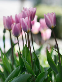 hell Lila Tulpe Blumensamen leuchtend Frühling Gärten