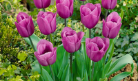 Aroma Tulpe Blumensamen zur Aussaat Bestäuber freundlich Traditionssorte & ohne Gentechnik Samen Hausgarten