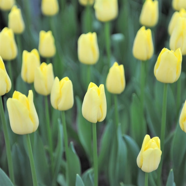 Grün and gelb tulip blume samen for anpflanzung