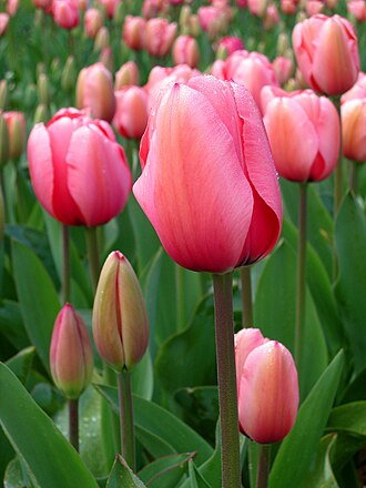 Grün Rosa Tulpe Blumensamen zur Aussaat – Wildblume Mischung – Traditionssorte & ohne Gentechnik Samen Hausgarten