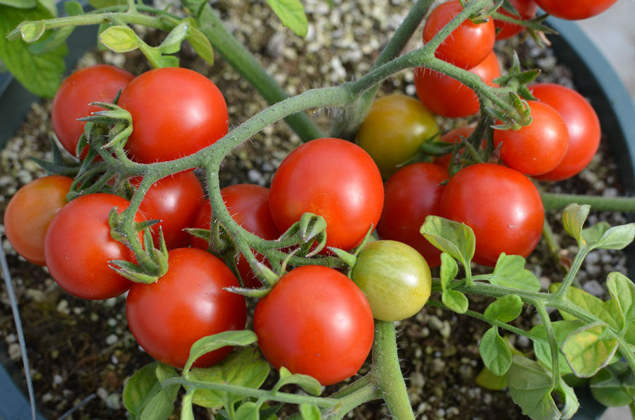 Rot Tumbler Tomate Samen zum Pflanzen