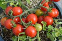 Rot Tumbler Tomate Samen zum Pflanzen