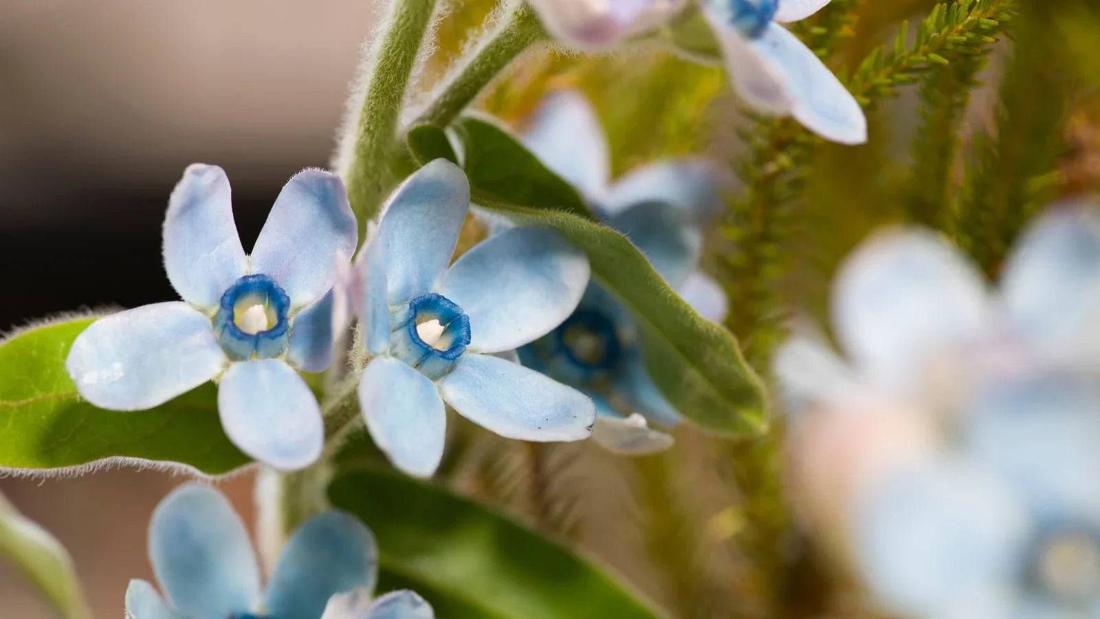 Blau star tweedia flowering samen for gardens