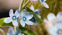 Blau star tweedia flowering samen for gardens