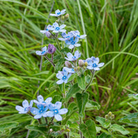 Tweedia blau star blume samen for anpflanzung