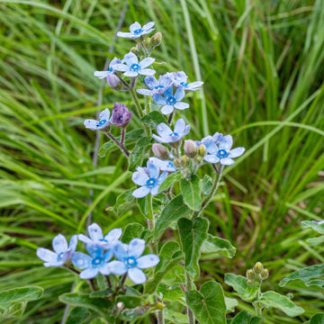 Tweedia blau star blume samen for anpflanzung