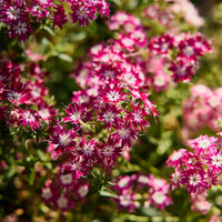 Non-gmo twinkle star samen for gardening

