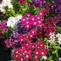 Butterfly-friendly twinkle star pflanzen
