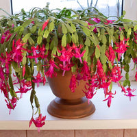Heirloom (heirloom balcony) samen for anpflanzung in home garten