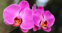 Lila Schmetterling Orchids Blumensamen zur Aussaat sonnenliebend Traditionssorte & ohne Gentechnik Samen Hausgarten