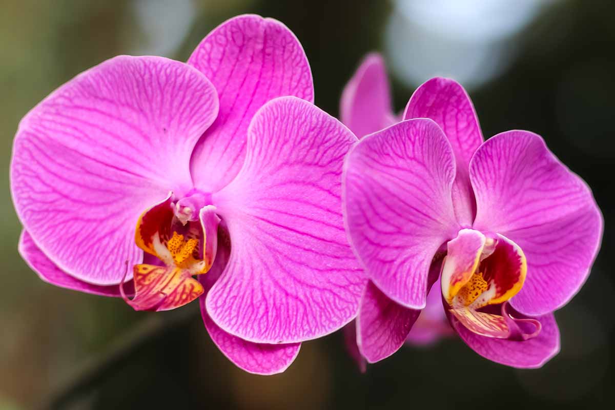 Gemischt Doritaenopsis Orchidee Blumensamen zur Aussaat – Drought verträglich – Traditionssorte & ohne Gentechnik Samen Hausgarten