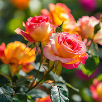 Tyrant gold rose samen for anpflanzung
