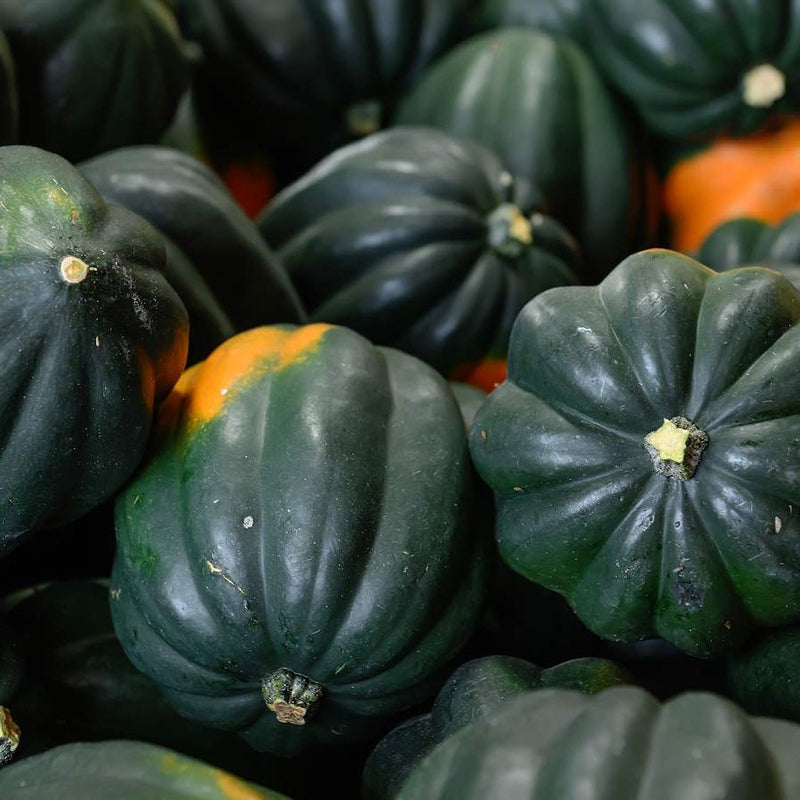 Graines de courge poivrée buissonnante Table King à planter pour une croissance vigoureuse et une récolte délicieuse dans votre jardin