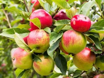 Mixed Apple Samen für einfaches Anpflanzen