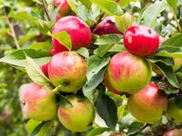 Mixed Apple Samen für einfaches Anpflanzen