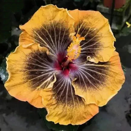 Schwarz Orange Hibiskus Blumensamen zur Aussaat Bestäuber freundlich Traditionssorte & ohne Gentechnik Samen Hausgarten