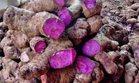 Dioscorea Gemüsesamen für einfache Aussaat