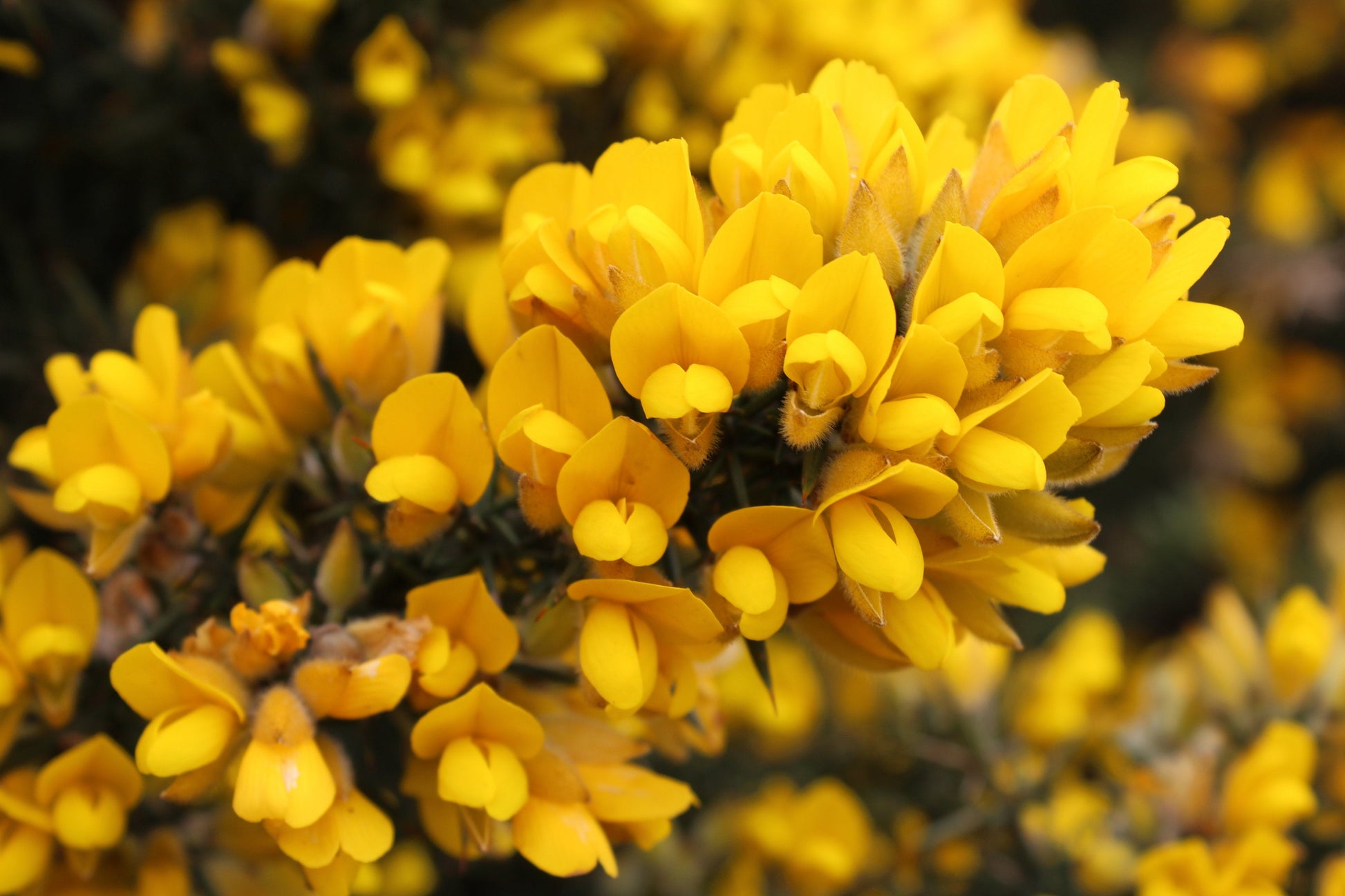 Gorse Ulex Europaeus Blumensamen zur Aussaat robust mehrjährige Samen leuchtend Gelb Blüten