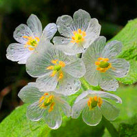 Skeleton Blumensamen zur Aussaat – Wildblume Mischung – Traditionssorte & ohne Gentechnik Samen Hausgarten