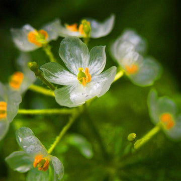 Skeleton Blumensamen zur Aussaat – Wildblume Mischung – Traditionssorte & ohne Gentechnik Samen Hausgarten