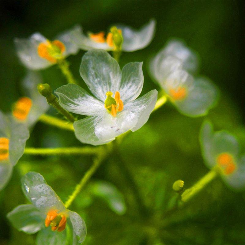 Skeleton Blumensamen zur Aussaat – Wildblume Mischung – Traditionssorte & ohne Gentechnik Samen Hausgarten