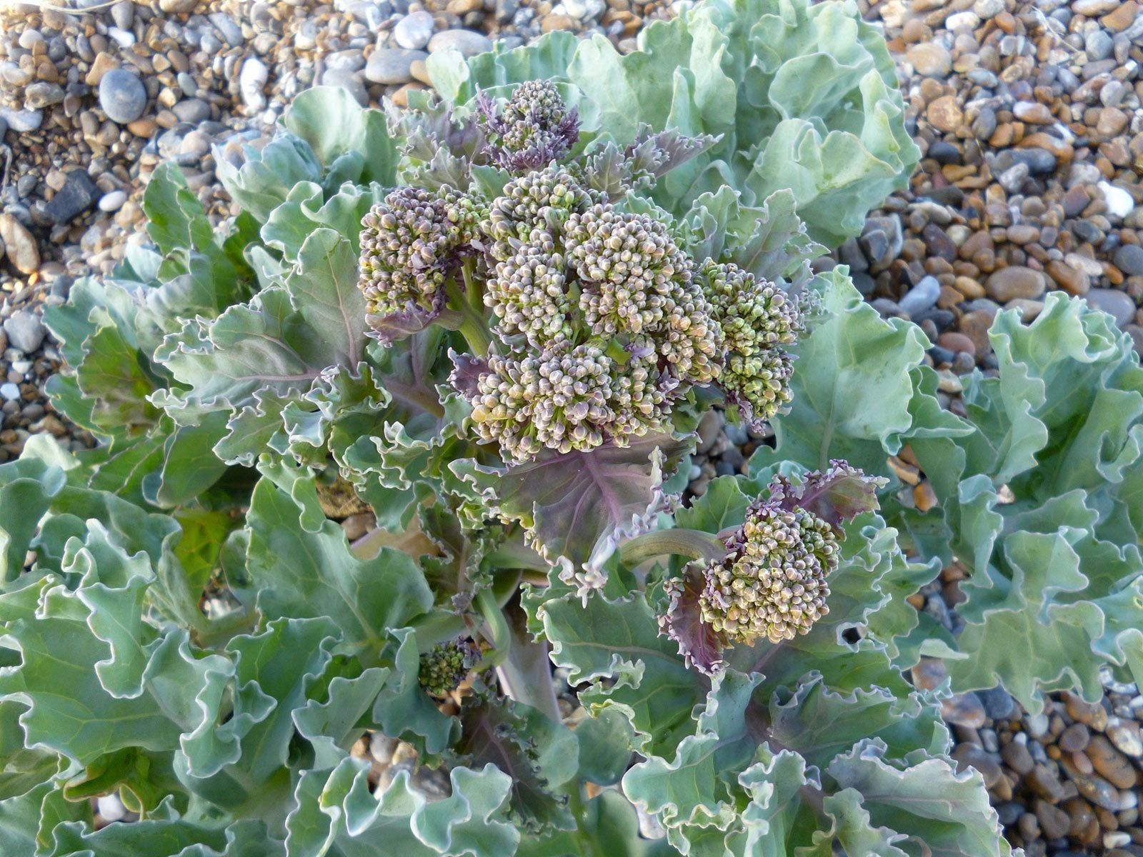 Sea Kale Gemüse Samen zum Pflanzen