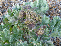 Sea Kale Gemüse Samen zum Pflanzen