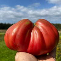 Aussie Tomate Samen for Sweet, Juicy Australian Tomatees