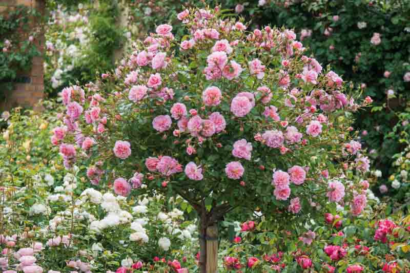 English Groundcover Rose Rosa hybrida Samen zur Aussaat Landhaus Garten floral Beet