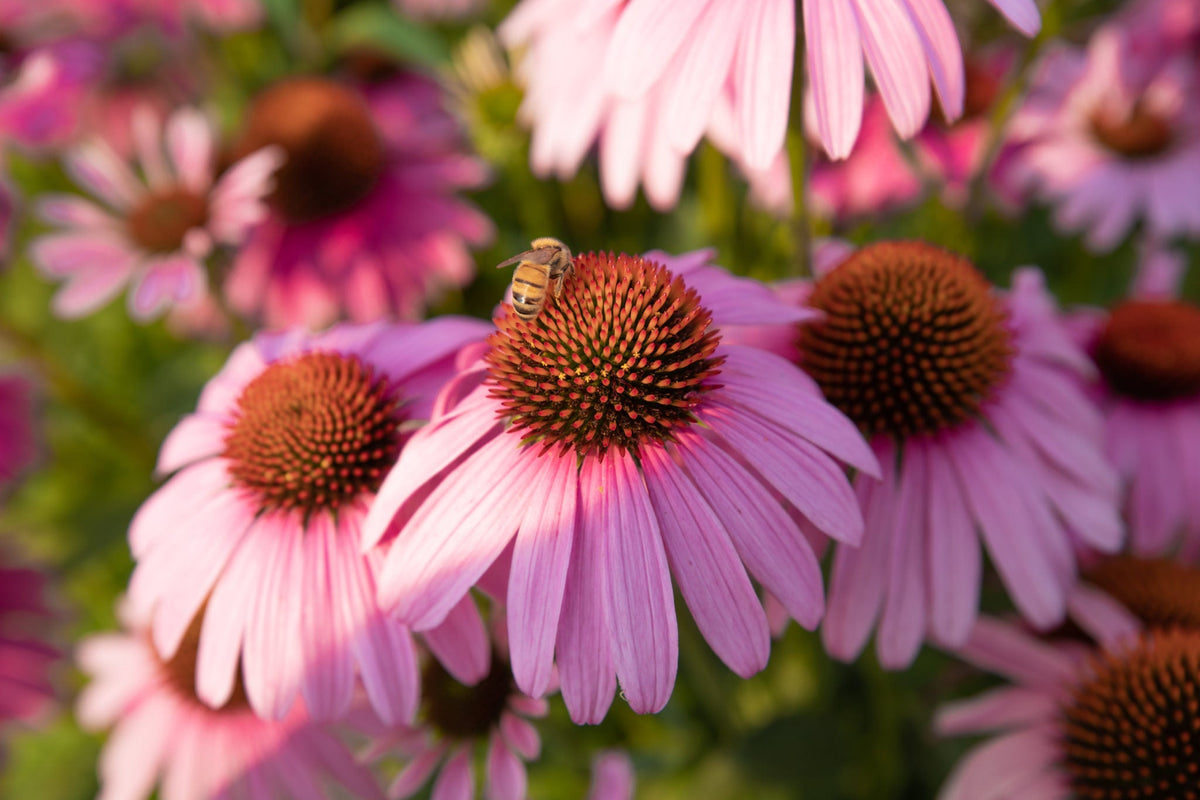 Lila (lila echinacea) samen for anpflanzung in home garten