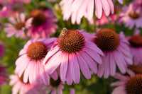 Lila (lila echinacea) samen for anpflanzung in home garten