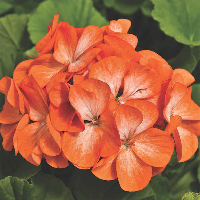 Univalve geranium samen for anpflanzung
