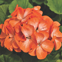 Univalve geranium samen for anpflanzung
