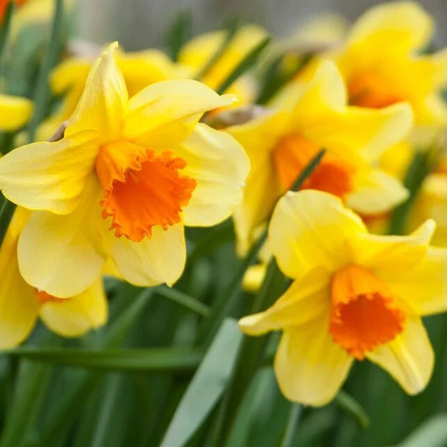 Gelb Rot Narzisse Samen – Traditionssorte ohne Gentechnik Bestäuber-freundlich Blumen Garten Aussaat