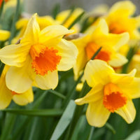 Gelb Rot Narzisse Samen – Traditionssorte ohne Gentechnik Bestäuber-freundlich Blumen Garten Aussaat