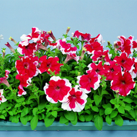 Petunie Hulahoop Rose Samen elegant Rose-Colored Petunias