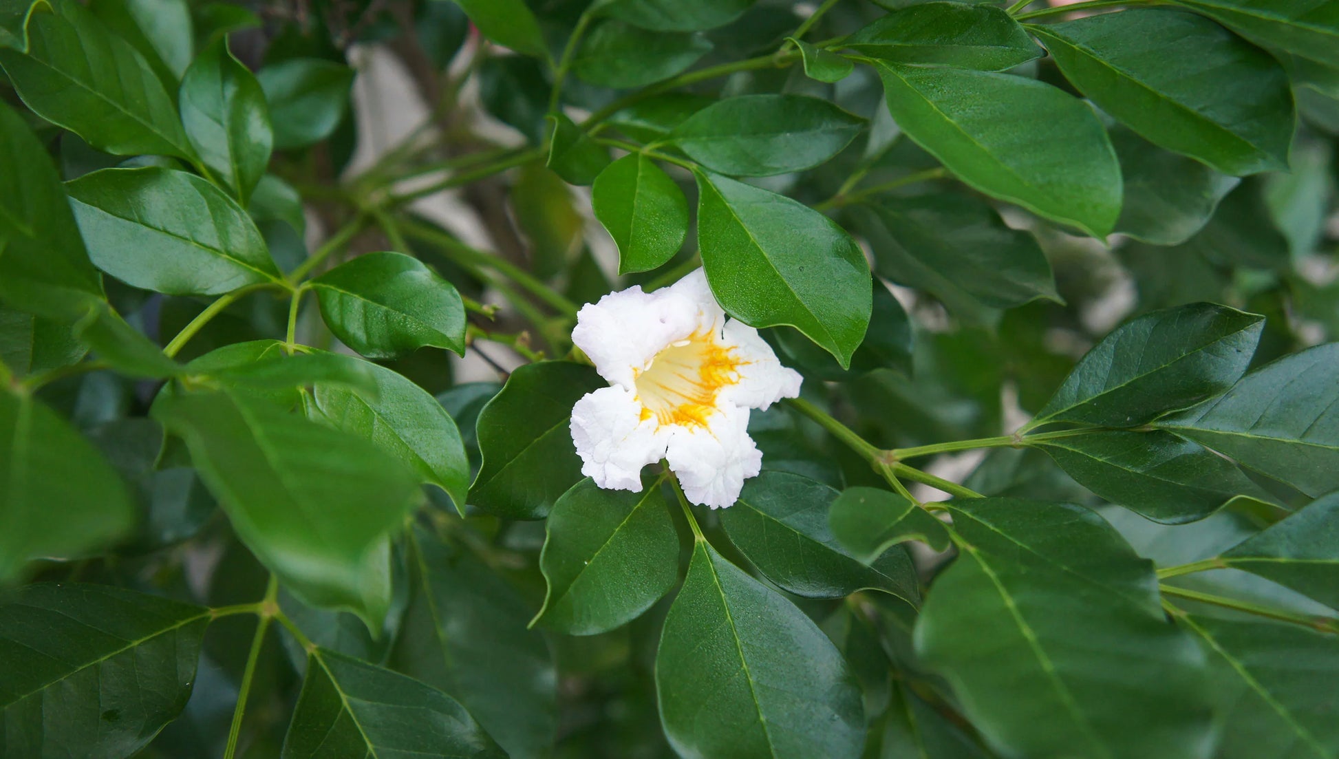 Grün Radermachera Blumensamen zur Aussaat – farbenfroh Schau – Traditionssorte & ohne Gentechnik Samen Hausgarten