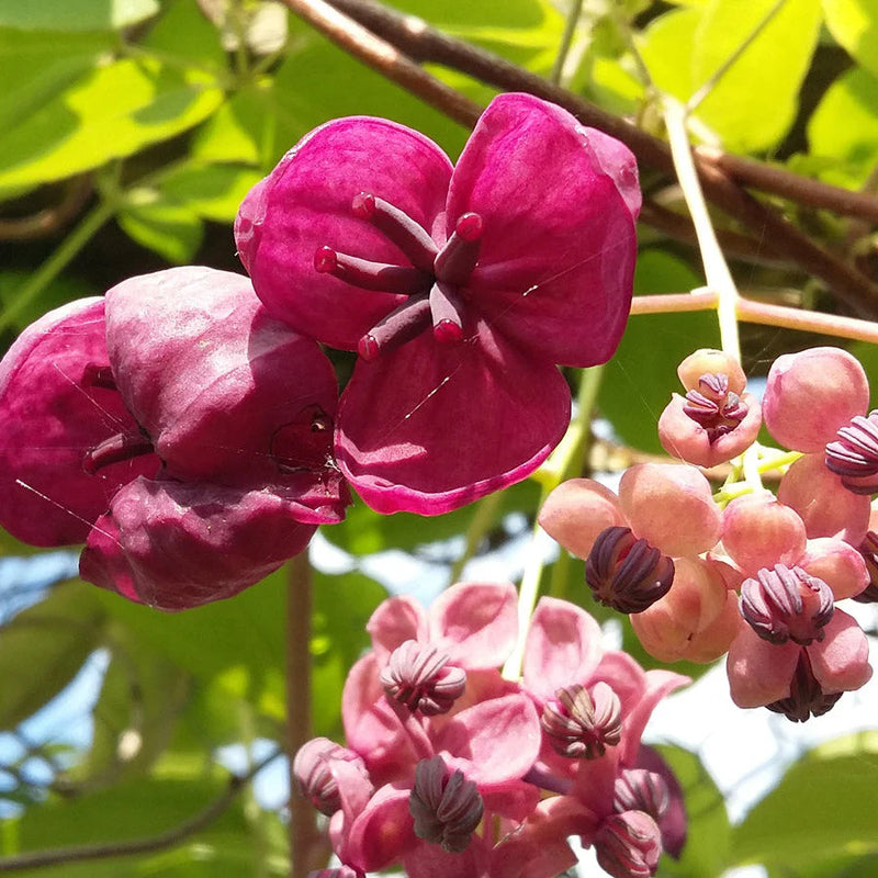Graines d’akebia à semer – floraison éclatante – variété traditionnelle et sans OGM, graines pour le jardin