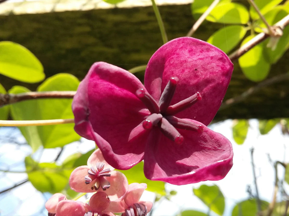 Rot Akebia Blumensamen zur Aussaat – lang Blüte Saison – Traditionssorte & ohne Gentechnik Samen Hausgarten