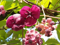 Akebia Blumensamen zur Aussaat Anzucht Traditionssorte & ohne Gentechnik Samen Hausgarten