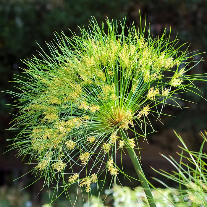 Grün Cyperus Papyrus Blumensamen zur Aussaat Wildblume Mischung Traditionssorte & ohne Gentechnik Samen Hausgarten